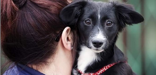  У Києві відкрили інфекційне відділення для собак. Приймають і бездомних тварин - Фото