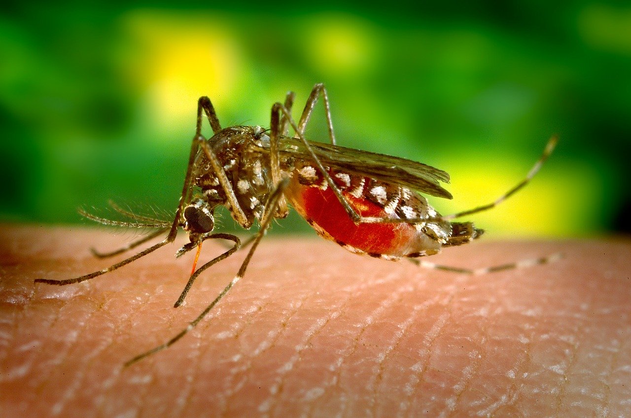 Почему одних людей кусают комары, а других – нет. 7 способов предотвращения укусов - Фото