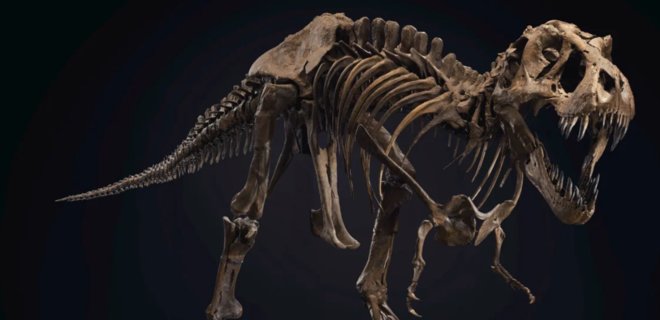 Таємний поціновувач динозаврів. Залишки ТіРекса Стена пішли з молотка за рекордну суму - Фото