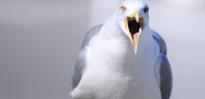 В Бахрейні чайки підсіли на людський раціон. І тепер відмовляються літати та рибалити - Фото