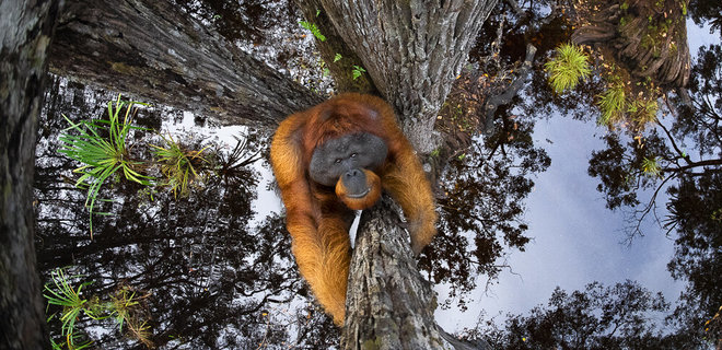 Нереально. Найкращі фото дикої природи за версією World Nature Photography Awards - Фото