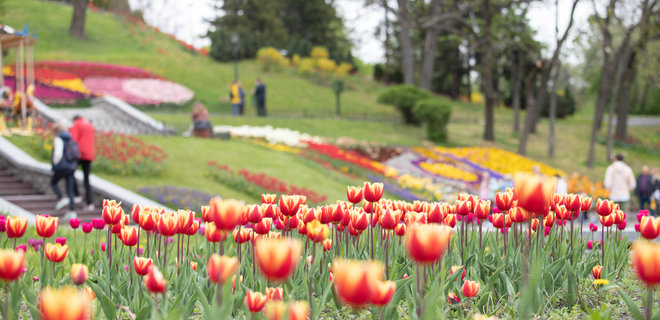 У парку Києва зацвіло понад 700 000 тюльпанів. Фото - Фото