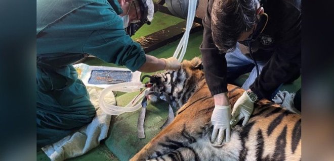 Тигриця Ратна з парку в Британії стала першою дикою кішкою, якій прооперували рогівку ока - Фото