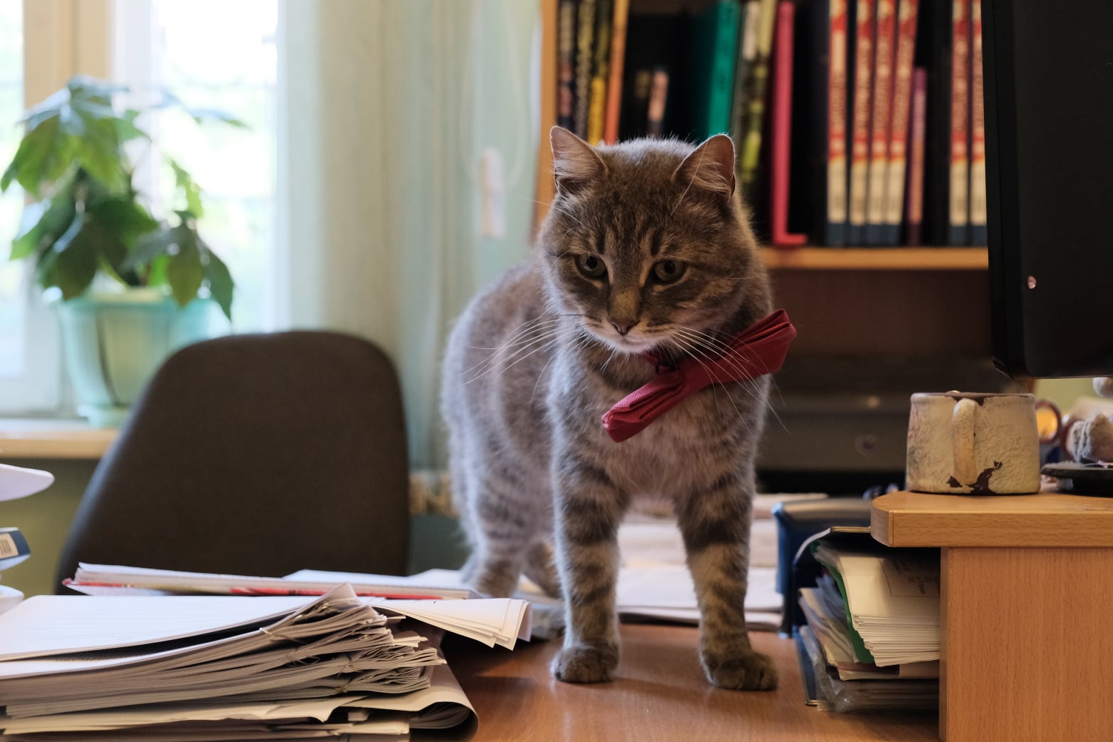 Байден, Мирон Павлович і не лише: дев’ять історій безхатніх котів, які знайшли роботу в Ук - Фото