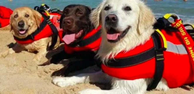 В Італії собаки допомогли врятувати 14 людей. На березі їх зустріли оплесками - Фото