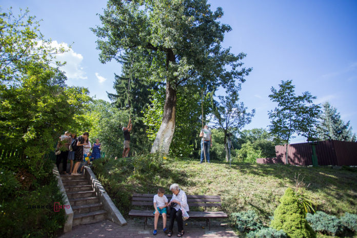 120-річна грушка Франка вродила після лікування. Як рятували останнє плодове дерево поета - Фото