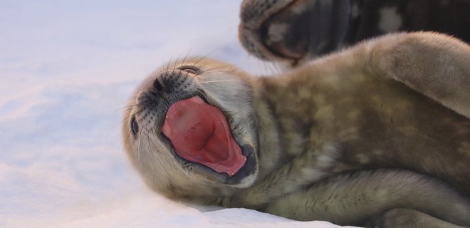Чи можна гратися з пінгвінами і лащити тюленів в Антарктиді – пояснює НАНЦ - Фото