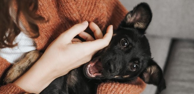 Собаки допомагають власникам у боротьби зі стресом та депресією під час COVID-19 – вчені - Фото