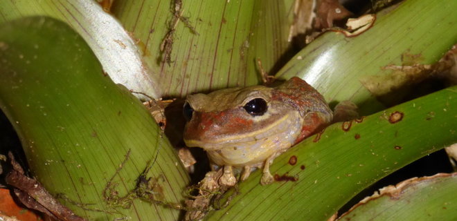Новий вид панамської жаби назвали на честь Грети Тунберг - Фото