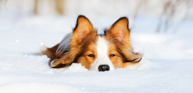 Вісім ідей, як розважитися з собакою взимку на дворі - Фото