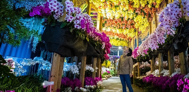 В Тайване проходит выставка орхидей — фото - Фото