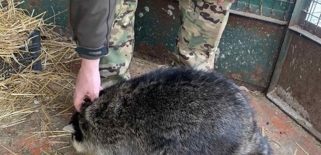 У Києві до реабілітації військових залучили тварин із зоопарку — фото
 - Фото