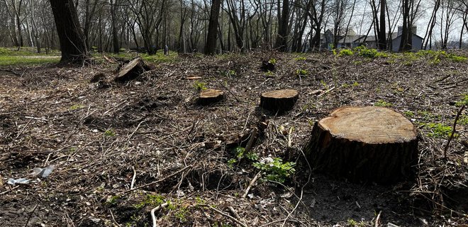 В Киеве на улице Приречной за ночь вырубили 60 деревьев, вероятно, для постройки паркинга - Фото