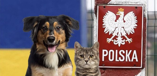 В Польше изменили правила ввоза домашних животных из Украины - Фото
