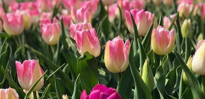 У Києві в парку Співоче розквітне понад 500 000 тюльпанів - Фото