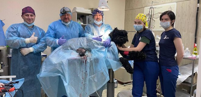 В Харькове впервые поставили биоинтегрированный протез собаке — фото - Фото