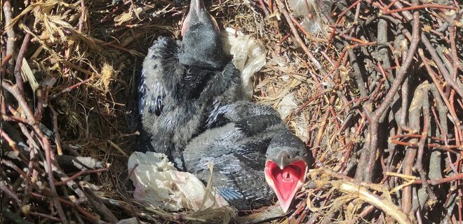 Во Львове коммунальщики срезали ветки, на которых было гнездо с птенцами — фото - Фото