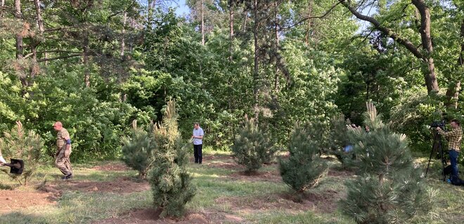 В Киеве в ботаническом саду посадили 25 крымских сосен — фото - Фото