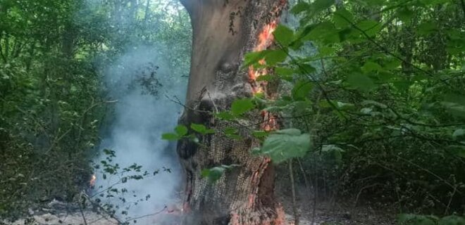 У Києві в Голосіївському лісі невідомі підпалювали дерева — фото - Фото