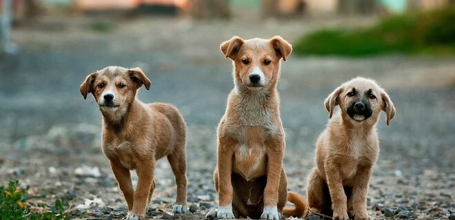 Киевлян призывают брать домой спасенных животных из Херсонской области: детали - Фото