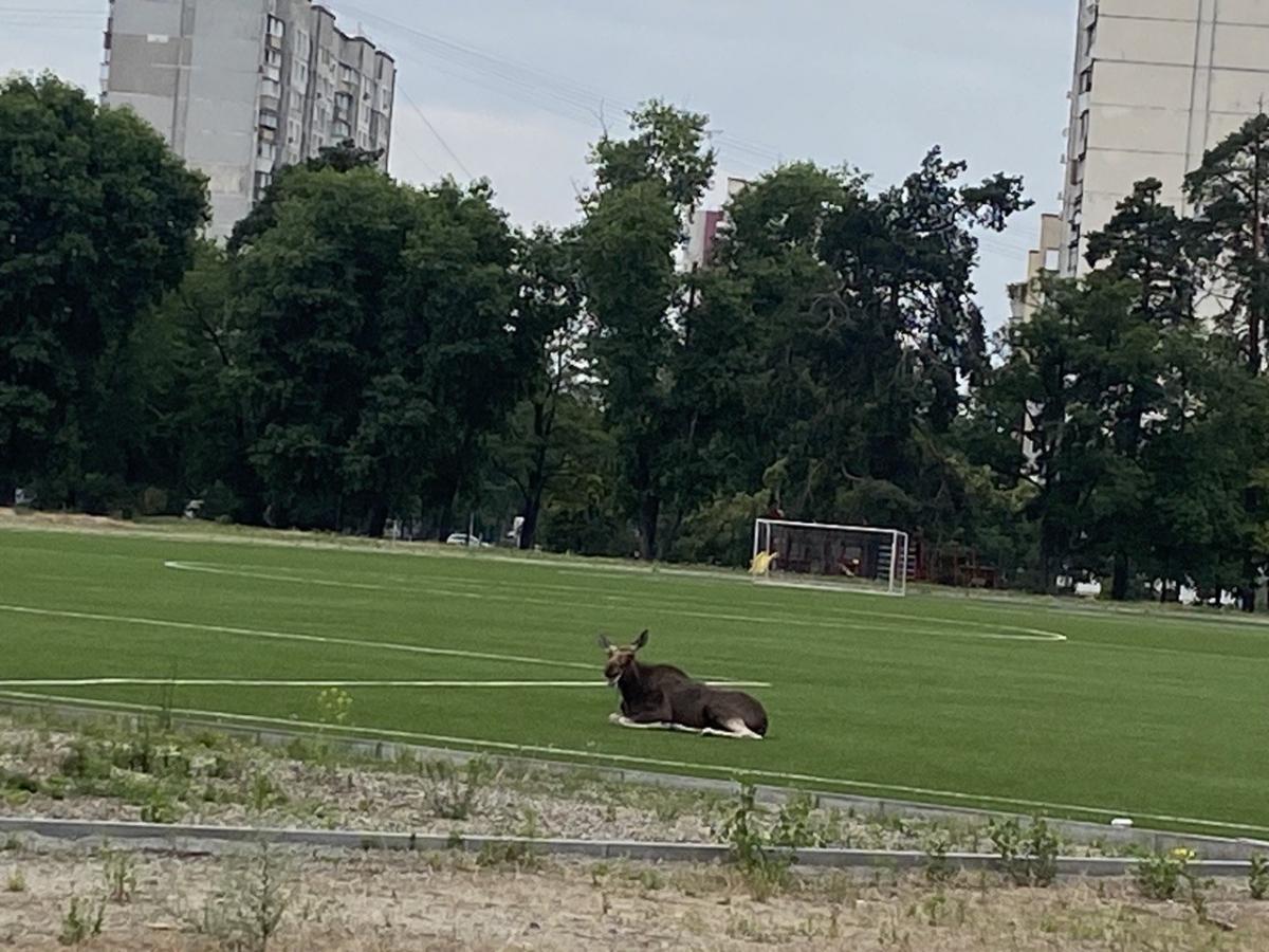 парк партизанской славы киев