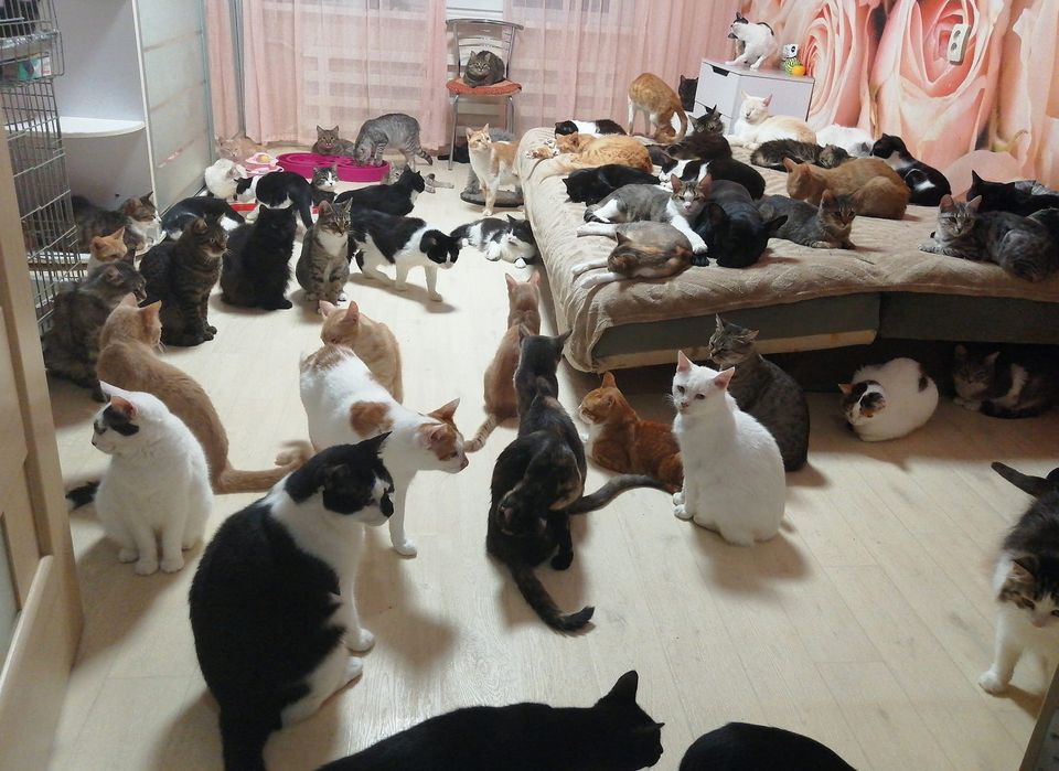 Как квартира в оккупированном Бердянске стала приютом для 170 котов - Фото