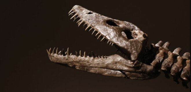 В Нью-Йорке на аукционе выставят останки морской рептилии, жившей 190 млн лет назад - Фото
