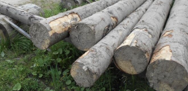 У природному заповіднику Львівщини вирубали незаконно дерева на майже 1 млн грн - Фото