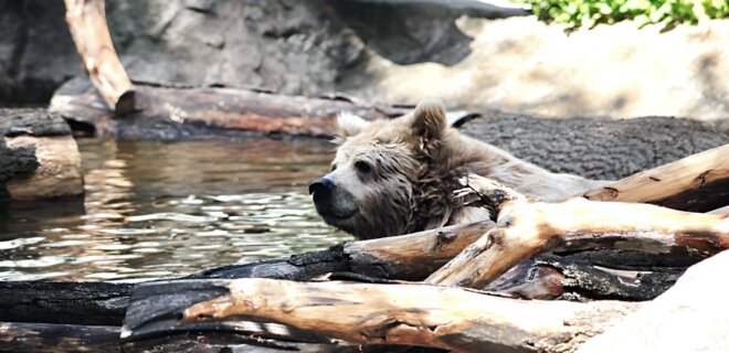 Дивіться, як виглядає оновлений літній вольєр для ведмедів у Київському зоопарку – фото - Фото