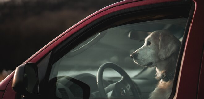 Киевлян призывают не оставлять животных запертыми в автомобиле во время жары - Фото