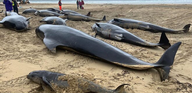 В Шотландии погибли более 50 китов – животные выбросились на мель - Фото