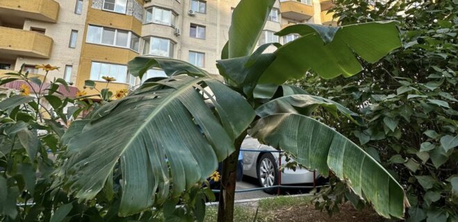 На Позняках в Киеве выросло банановое дерево - Фото