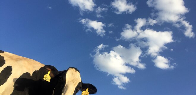 Ученые предлагают кормить коров нарциссами, чтобы замедлить глобальное потепление - Фото