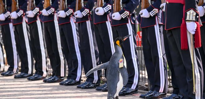 В Шотландии пингвину присвоили звание генерал-майора норвежской армии - Фото
