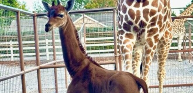 В зоопарке в США родился редкий жираф — у него нет характерных пятен: фото - Фото