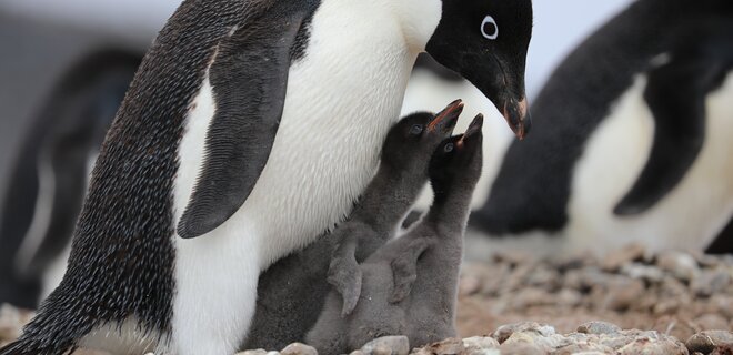В результате глобального потепления в Антарктике погибли до 10 000 пингвинов - Фото