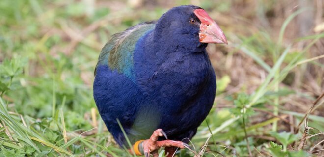 В Новую Зеландию вернулись доисторические птицы такахе, ранее считавшиеся вымершими - Фото