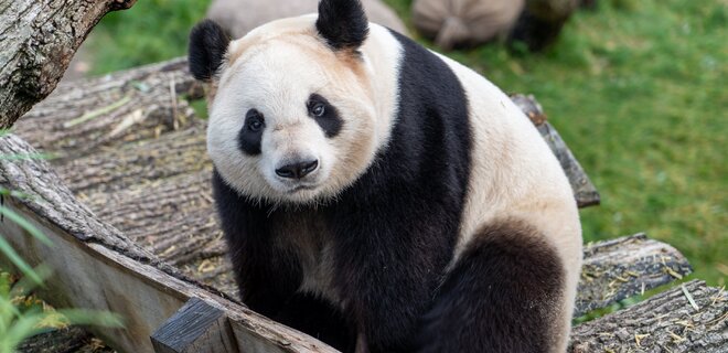 Большие панды, живущие в зоопарках, могут страдать от джетлага - Фото