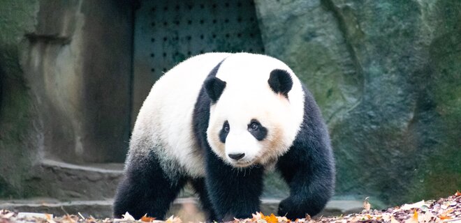 Китай забирает всех панд из американских зоопарков – причина - Фото