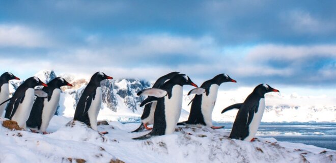 Смотрите, как пингвины у станции 