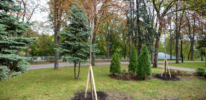 С начала года в Киеве высадили более 4000 деревьев и свыше 5 миллионов цветов - Фото