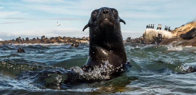 В Кейптауне умер тюлень от стресса — его дразнили посетители пляжа - Фото