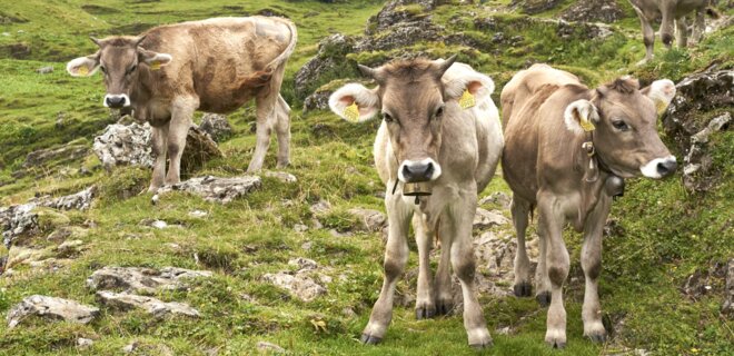 В швейцарском селе хотят запретить коровьи колокольчики – фермеры категорически против - Фото