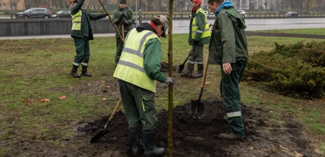 В Киеве высадили устойчивые к бурям деревья - Фото