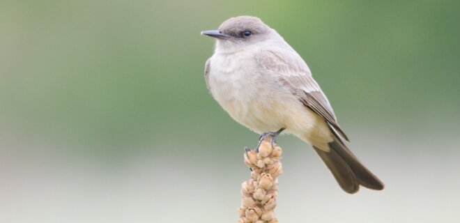 В Северной Америке переименуют более 80 птиц с расистскими названиями - Фото