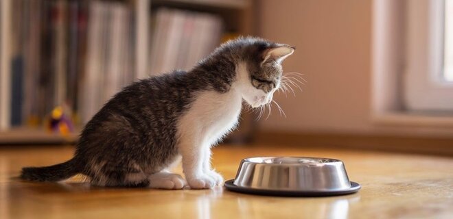 Знайомство із кошеням: 7 порад для полегшення адаптації у новому домі - Фото