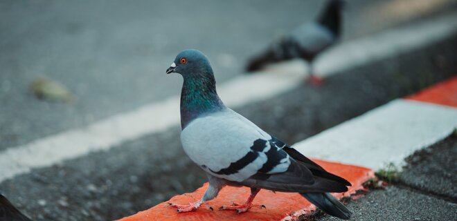 В Лимбурге власти собираются нанять человека, который будет скручивать головы голубям - Фото