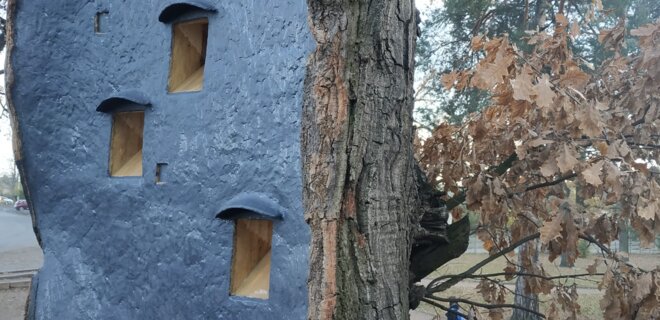 В Киевской области вылечили 260-летний дуб – теперь там могут жить птицы и летучие мыши - Фото